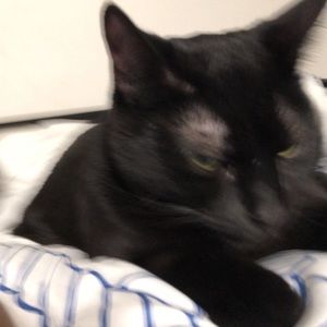 Meet your Posher, Octavia